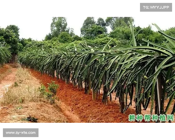 高地红石榴种植八大要点掌握,提升产量和果质的关键技巧 高地红石榴种植八大要点掌握,提升产量和果质的关键技巧